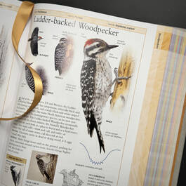 3925 birds of north america american museum of natural history  satin ribbon2