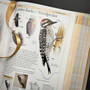 3925 birds of north america american museum of natural history  satin ribbon2