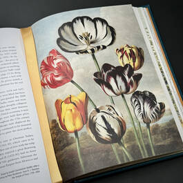 3981 the plant hunters atlas ambra edwards illustration4