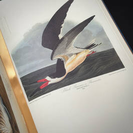 3975 the birds of america audubon illustration2