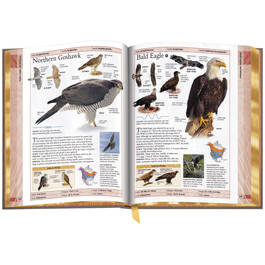 Birds of North America 3925 g 07