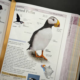 3925 birds of north america american museum of natural history illustration8