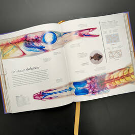 3924 micro life smithsonian illustration17