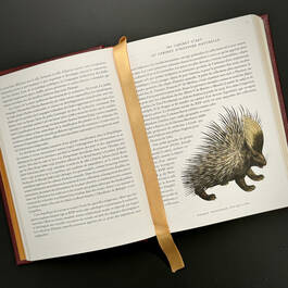 3844 cabinet of natural curiosities seba satin ribbon5