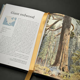 3981 the plant hunters atlas ambra edwards satin ribbon3