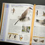 3925 birds of north america american museum of natural history illustration10